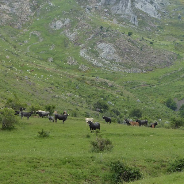 Aragón paga 9,3 millones en ayudas a agricultores y ganaderos de zonas de montaña o desfavorecidas