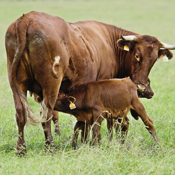 Aumento de la cabaña de vaca nodriza