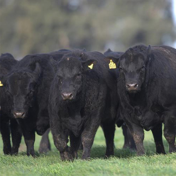 Las nuevas razas ganaderas que son tendencia en España