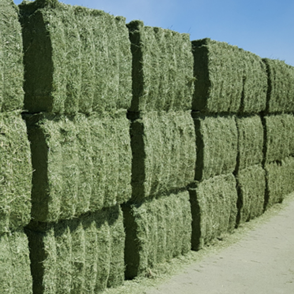 Gran interes por la Alfalfa española