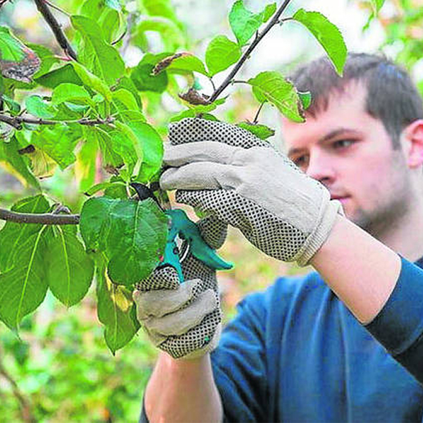 Ayuda (millonaria) para rejuvenecer el campo