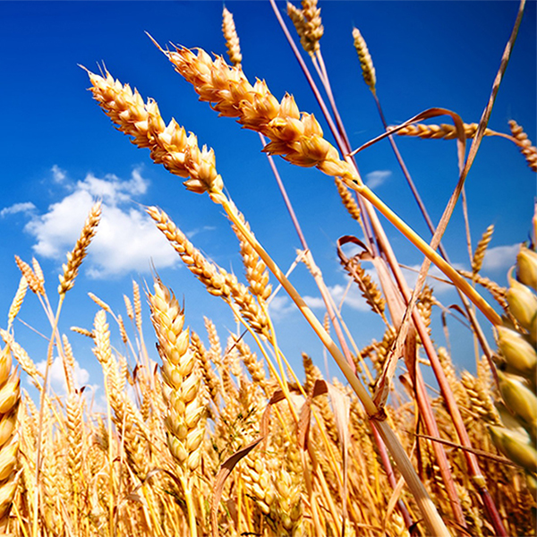 Factores externos de los mercados internacionales están impulsando el precio del trigo
